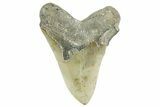 Huge, Serrated, Fossil Megalodon Tooth - North Carolina #365978-2